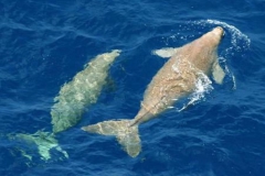 ジュゴン親子 ジュゴン親子